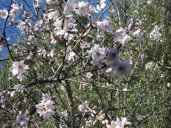 Pensjonat Finca Son Olive Selva  Zewnętrze zdjęcie